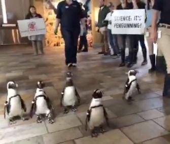 video-virale:-i-pinguini-si-uniscono-a-marzo-per-la-scienza