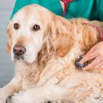 un-aggiornamento-sul-trattamento-del-linfoma-canino