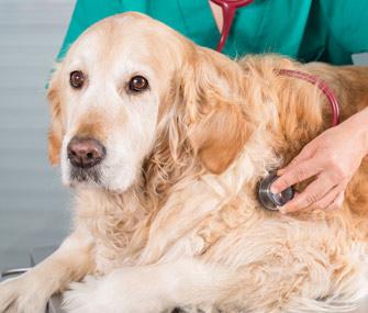 un-aggiornamento-sul-trattamento-del-linfoma-canino