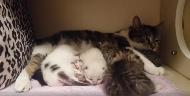 mama-shelter-cat-adotta-un-gattino-randagio
