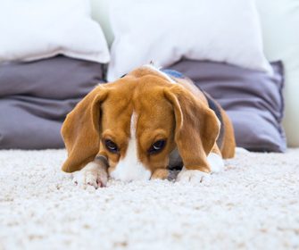 perche-il-mio-cane…-scava-nel-tappeto?