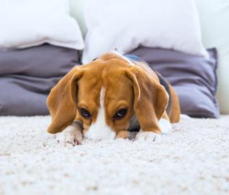 perche-il-mio-cane…-scava-nel-tappeto?