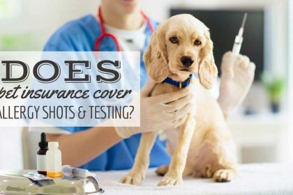 l'assicurazione-per-animali-domestici-copre-i-colpi-di-allergia-e-i-test?