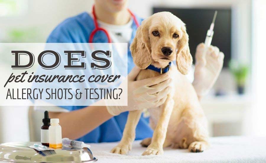 l'assicurazione-per-animali-domestici-copre-i-colpi-di-allergia-e-i-test?