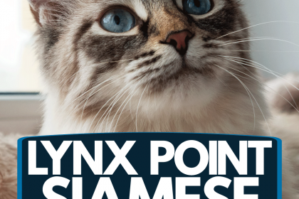 lynx-point-siamese:-curiosita-e-divertimento-sui-gatti