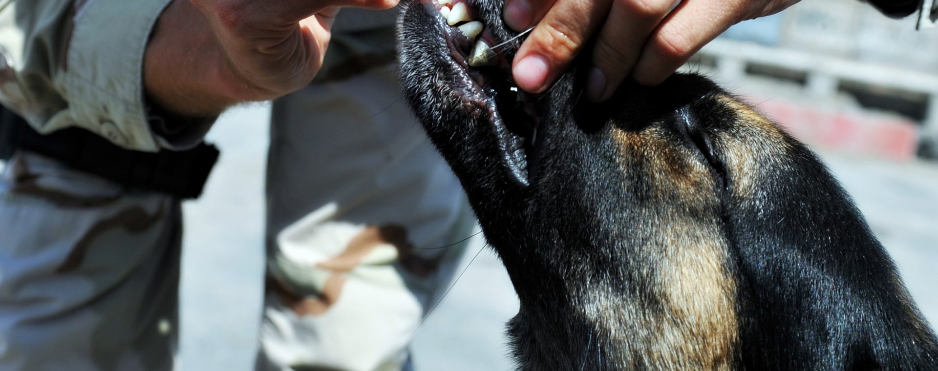 come-stabilire-una-routine-di-cure-dentistiche-per-il-tuo-animale-domestico?