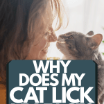 perche-il-mio-gatto-mi-lecca-la-faccia?