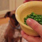 video:-i-migliori-snack-a-base-di-frutta-e-verdura-per-cani