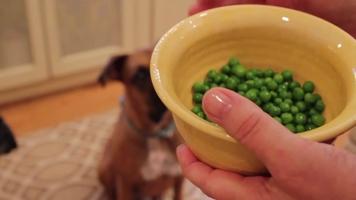 video:-i-migliori-snack-a-base-di-frutta-e-verdura-per-cani