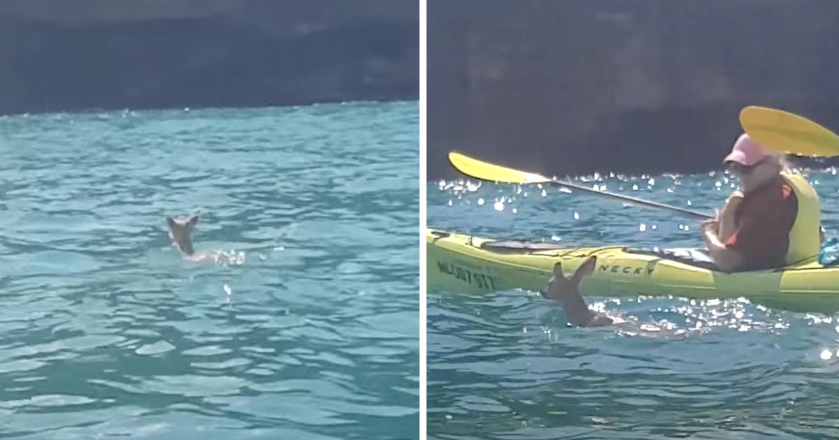 fawn-lotta-per-rimanere-a-galla-da-solo-nell'acqua,-ma-alcuni-kayaker-intervengono