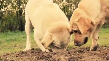 video:-perche-il-mio-cane…-scava?