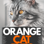 occhi-di-gatto-arancioni:-di-che-razza-potrebbero-essere?