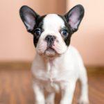 7-cose-che-i-nuovi-proprietari-di-cuccioli-potrebbero-non-realizzare