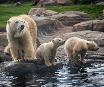 pet-scoop:-trio-di-cuccioli-di-orso-polare-debuttano,-gattini-appena-nati-trovati-in-un'autopompa