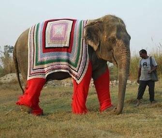gli-abitanti-dei-villaggi-lavorano-a-maglia-maglioni-giganti-per-gli-elefanti-freddi