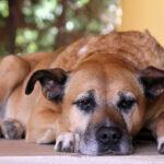 9-problemi-di-salute-comuni-che-affrontano-i-cani-anziani