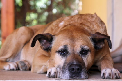 9-problemi-di-salute-comuni-che-affrontano-i-cani-anziani