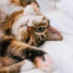 5-motivi-per-cui-i-gatti-vengono-abbandonati-per-l'adozione-e-come-evitare-questi-problemi