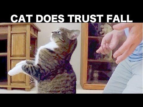 video-carino:-cat-trust-cade-nelle-ginocchia-del-proprietario