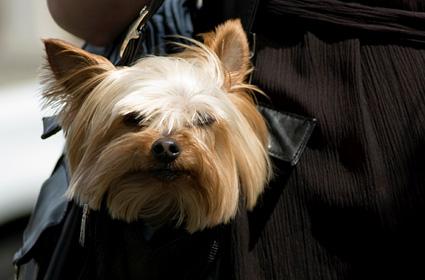 Cute dog in purse