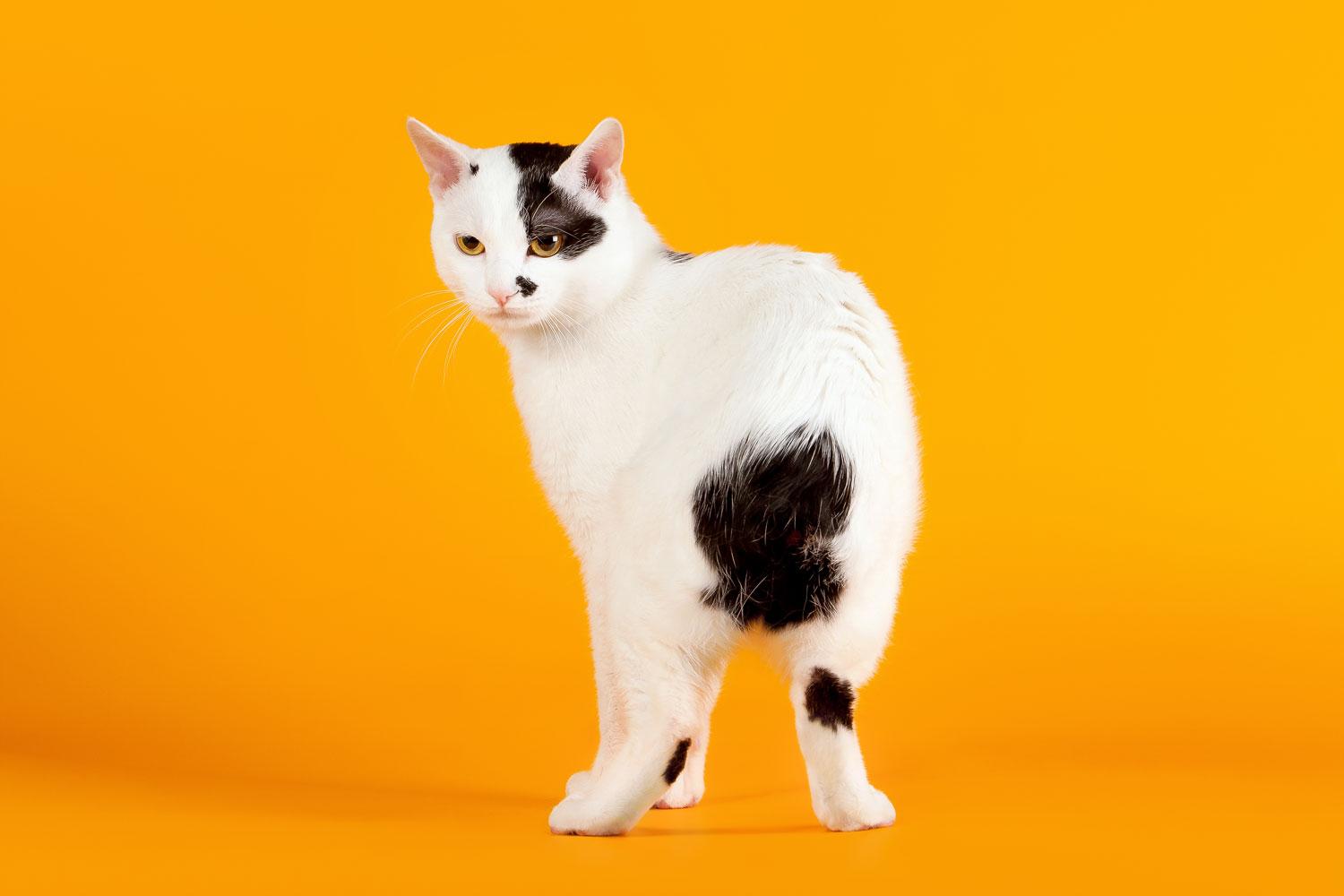 A Fierce white and black colored Japanese bobtail on an orange background