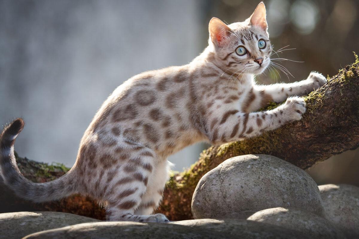 A mink bengal cat sharpening his claws onto a branch of a tree