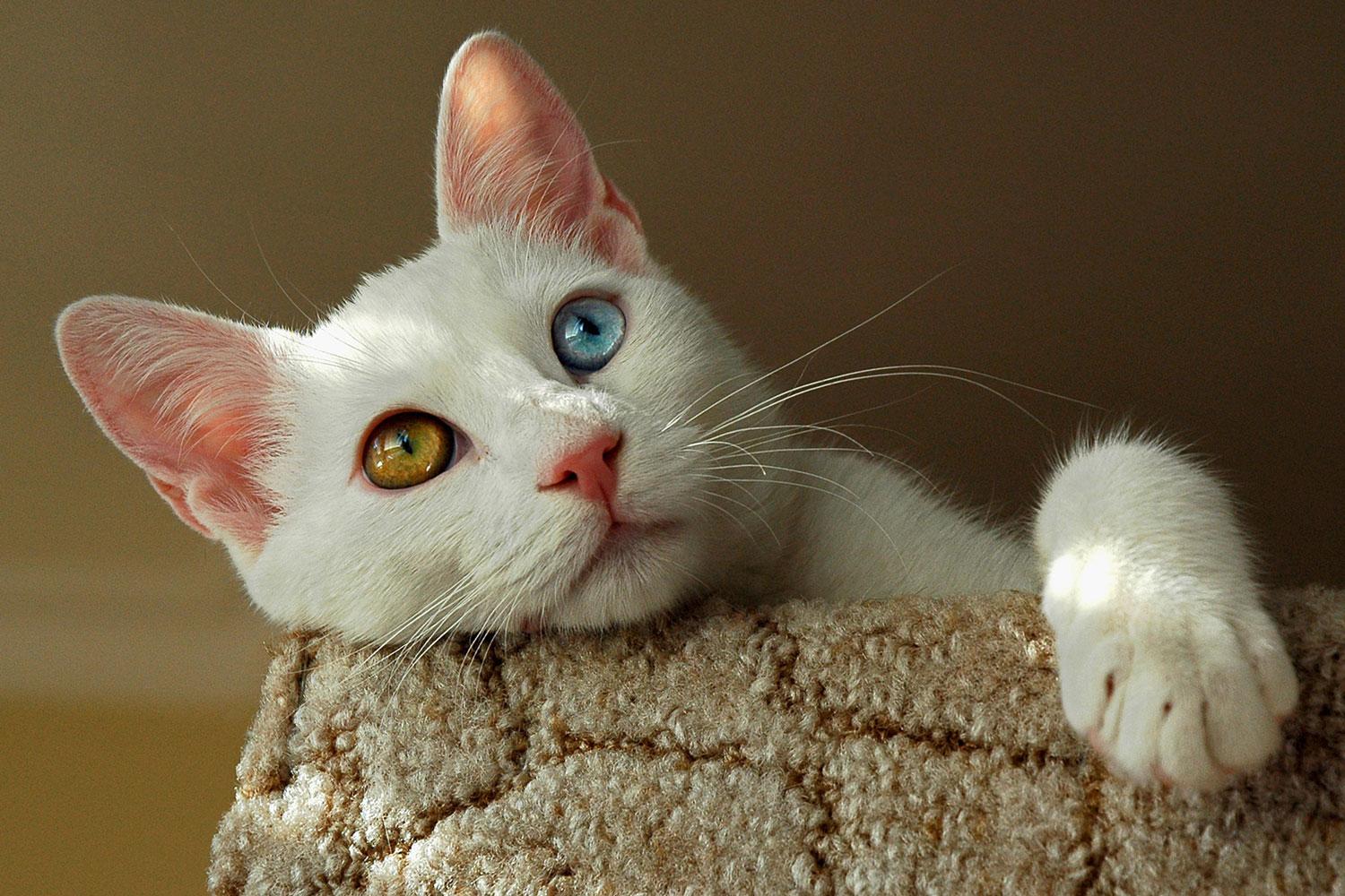 A white Turkish van cat with orange and blue eyes lying on the couch