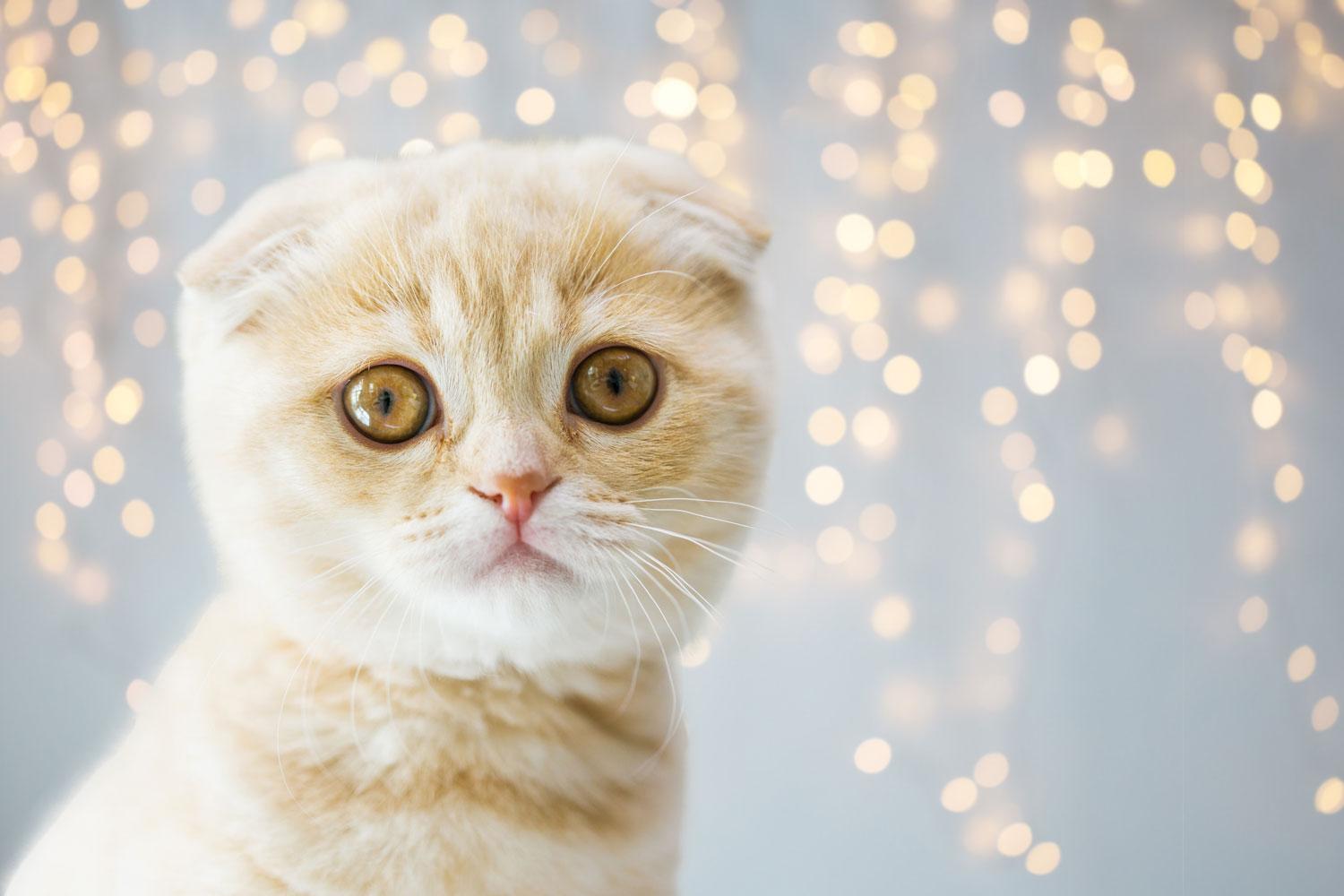 An up close photo of a Scottish Fold cat starring at the camera