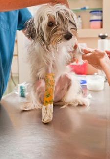 Vet treating dog with broken bone