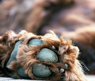 Closeup of dog paws