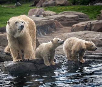 Aurora and her twin cubs will make their debut at the zoo on Thursday.