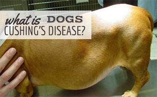 Dog with cushing's disease on vet table (Caption: What Is Cushing's Disease?)