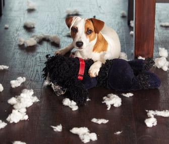Dog with destroyed stuffed animal