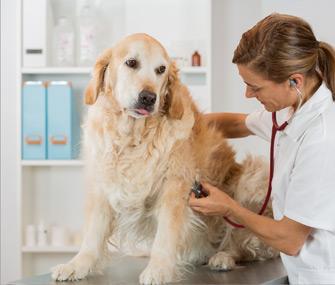 Dog getting veterinary exam