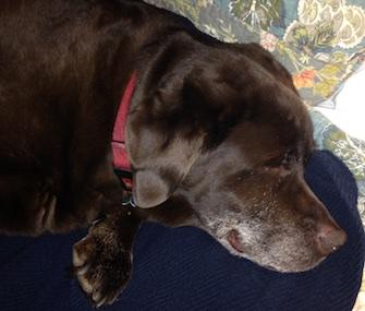 If only we could all sleep like Grizzly, a 14-year-old chocolate Lab.