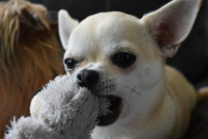 chihuahua playing with chew toy