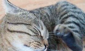 Cat Scratching Behind Ear