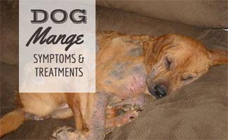 Dog with mange sleeping on sofa (caption: dog mange symptoms & treatments)