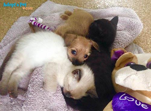 puppy-kitten-snuggle