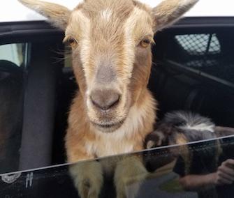 One of the pygmy goats picked up by police in Maine peeks his head out of the patrol care window.