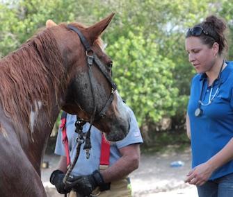 A veterinarian examines Skip after the sedation has worn off.