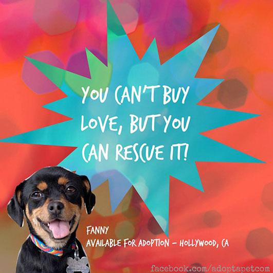 you-cant-buy-love-but-you-can-rescue-it