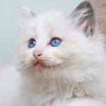 razze-di-gatti-carini-con-bellissimi-occhi-azzurri
