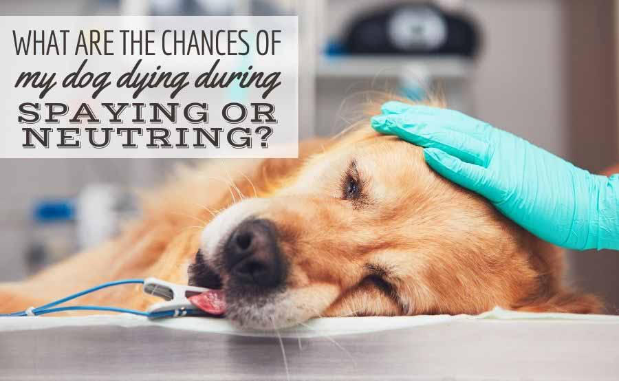 quali-sono-le-probabilita-che-il-mio-cane-muoia-durante-la-sterilizzazione-o-la-sterilizzazione?