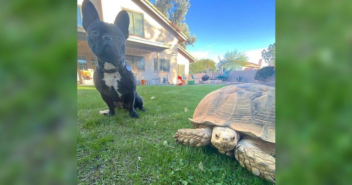 una-tartaruga-da-50-libbre-tiene-in-ostaggio-un-cane-di-famiglia-nella-sua-tana-sotterranea