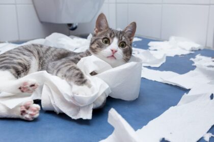 7-motivi-per-cui-i-gatti-ti-seguono-in-bagno