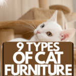 9-tipi-di-mobili-per-gatti-che-dovresti-conoscere