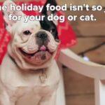 video:-6-cibi-per-le-feste-che-possono-danneggiare-gli-animali-domestici