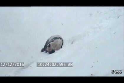 panda-gigante-rotola-felicemente-nella-neve