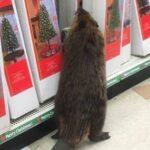 beaver-va-a-fare-shopping-per-l'albero-di-natale-al-dollar-store